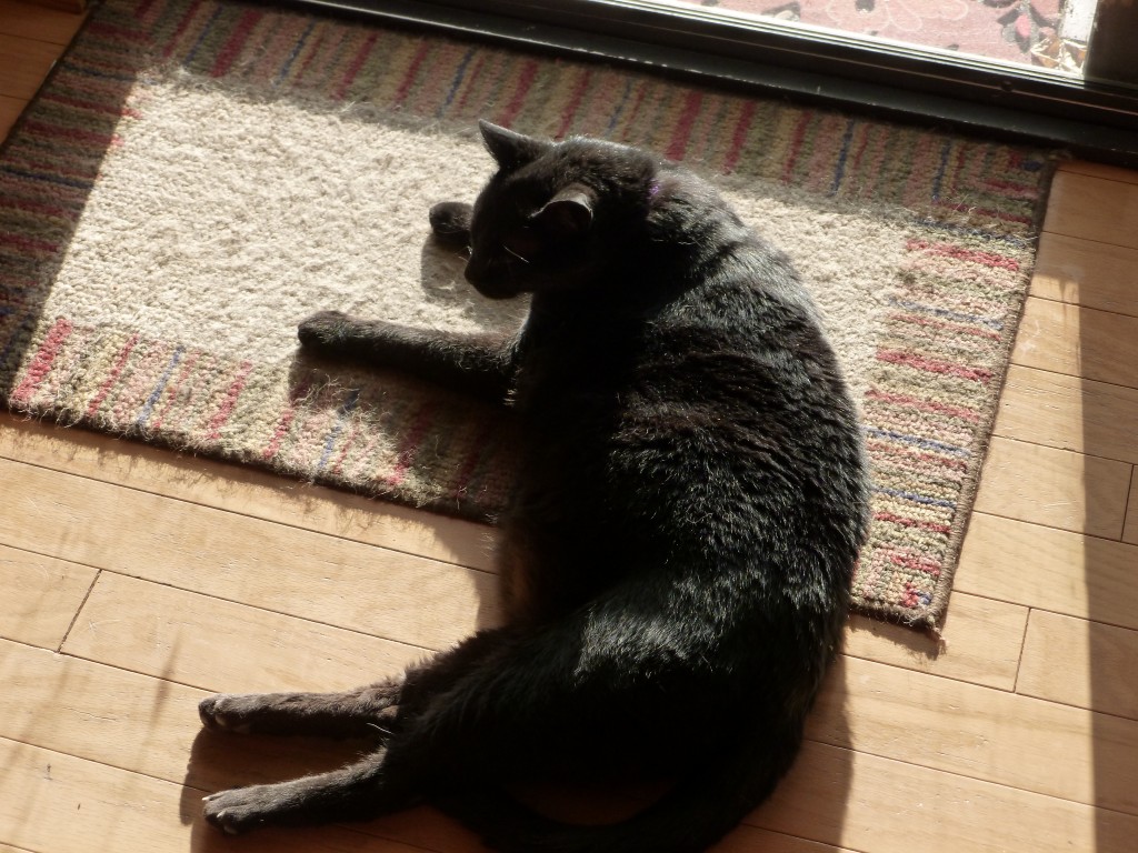 Black cat lying in the sun