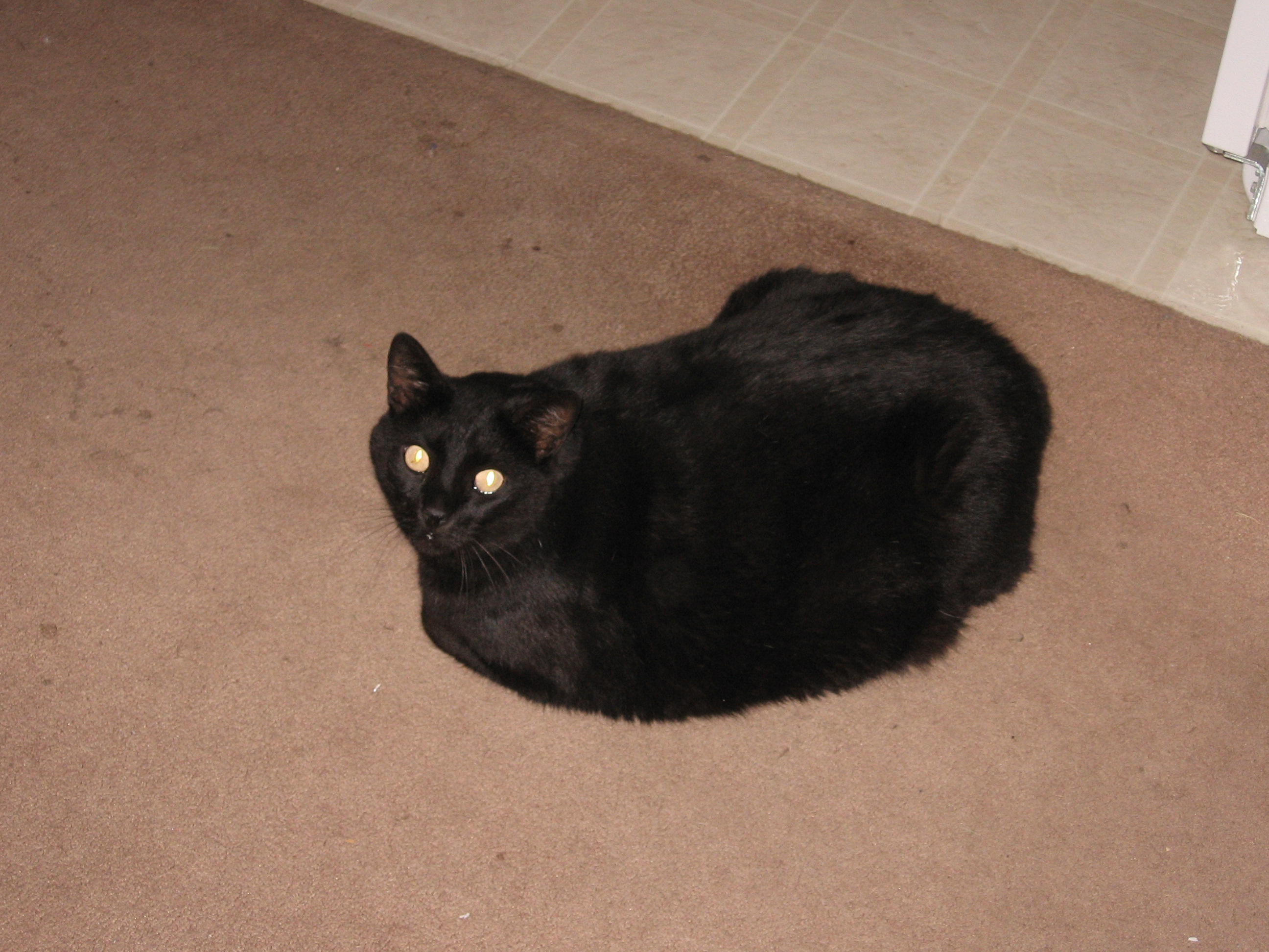 Пузо черной кошки